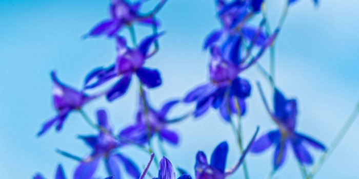 1080x2340 Flower Wallpaper Hd For Phone – S139 - Chill-out Wallpapers