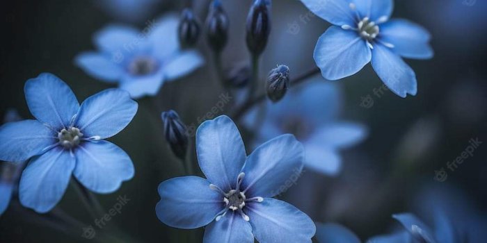 1600x2000 Premium Photo | Blue flowers wallpapers for iphone that are blue flowers  wallpapers
