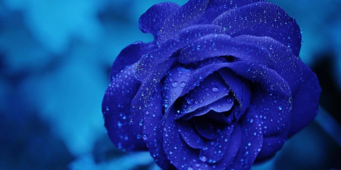 4928x3264 Wallpaper 4k Blue Flower 4k Wallpaper