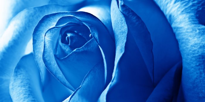 2560x1600 Lovely Blue Flowers Wallpapers