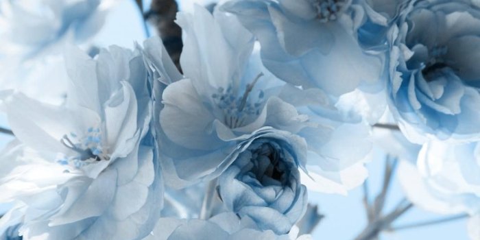 1080x1920 Light Blue | Flower Wallpaper Download | MobCup