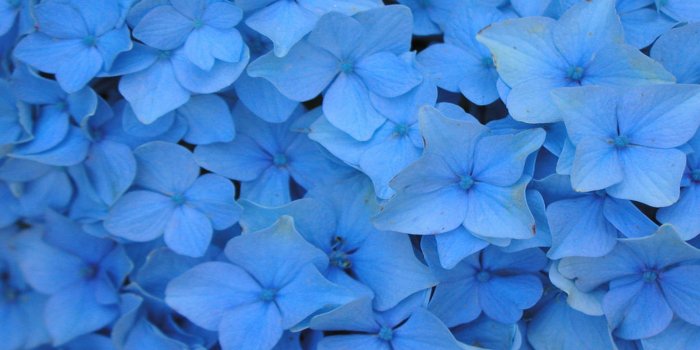 1920x1200 Light Blue Flower Wallpaper (59+ images)