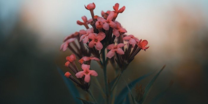 1170x2532 Home Screen Wallpaper - 011