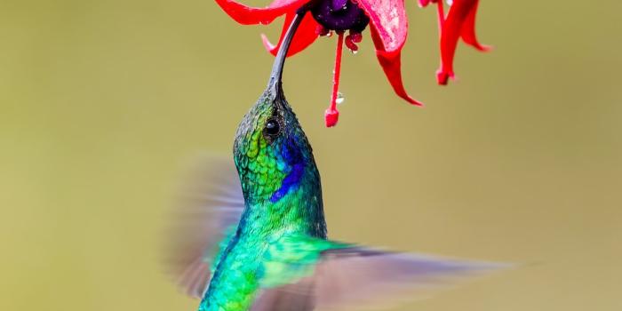 1000x1333 350+ Hummingbird Pictures [HD] | Download Free Images on Unsplash