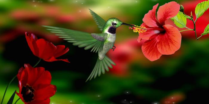 1800x1080 beautiful flowers hummingbirds | Hummingbird Wallpaper Backgrounds -  Wallpaper Cave | Hummingbird wallpaper, Bird wallpaper, Wallpaper  backgrounds