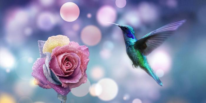 1920x1020 Download Most Beautiful Desktop Hummingbird Hovering Wallpaper | Wallpapers .com