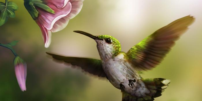1920x1080 22 Hummingbird Wallpapers - Wallpaperboat