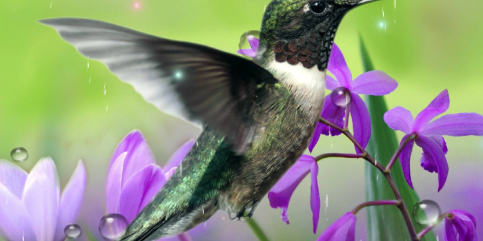 1280x800 47+] Free Hummingbird Wallpaper and Screensaver - WallpaperSafari