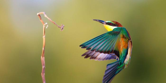 1920x1200 100+] Hummingbird Wallpapers | Wallpapers.com