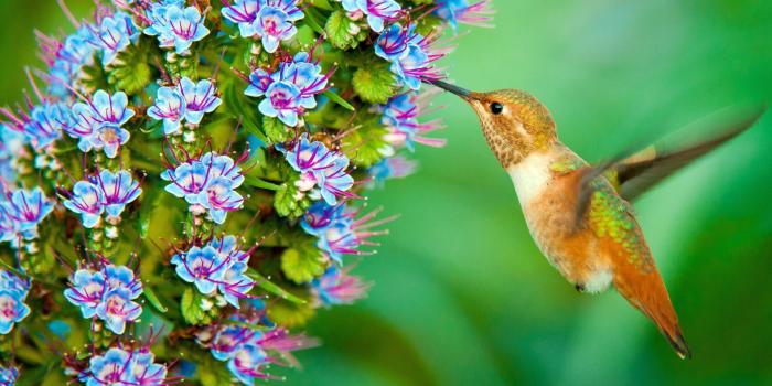 1920x1080 Animals Birds Hummingbird Wallpaper Hd For Desktop Mobile & Tablets :  Wallpapers13.com