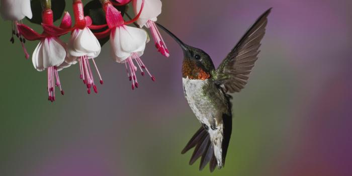 1920x1080 Download Free Hummingbird Wallpapers - PixelsTalk.Net