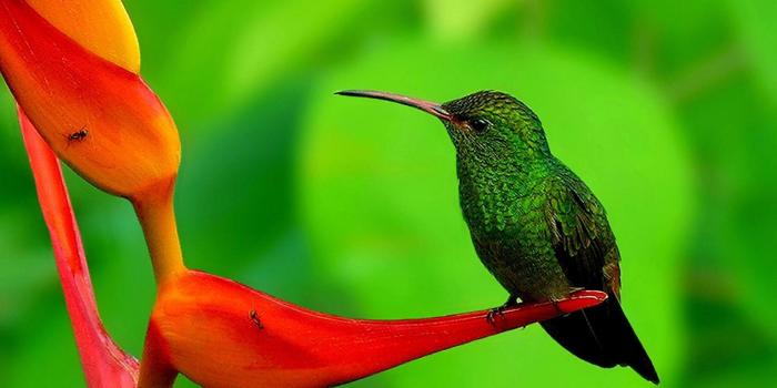 2560x1600 Hummingbird Wallpapers