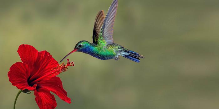 3840x2400 Hummingbirds On Reds Exotic Flower Download Hd Wallpaper For Mobile And  Tablet : Wallpapers13.com