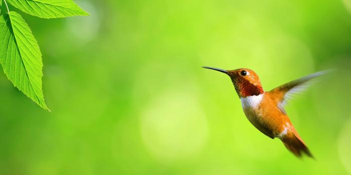 2560x1600 Hummingbird Wallpaper Background (65+ pictures)