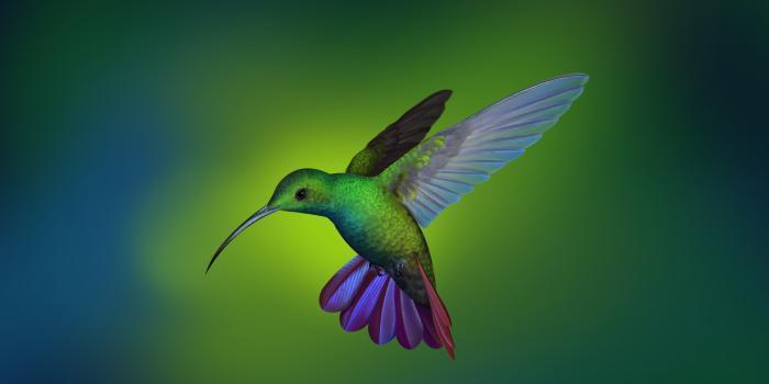 2560x1440 Wallpaper ID: 47120 / hummingbird, birds, flying, hd free download