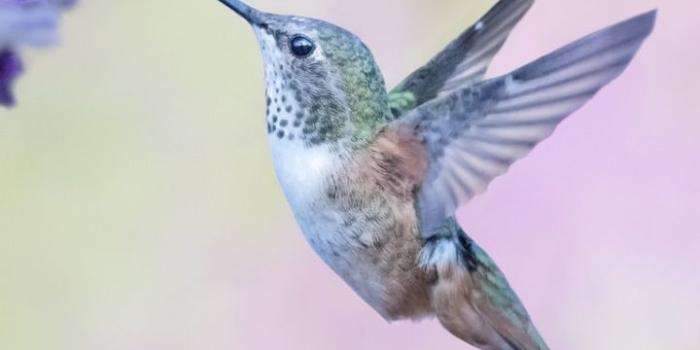 720x1280 Flight, flowers, cute, hummingbird, 720x1280 wallpaper | Hummingbird  pictures, Hummingbirds photography, Hummingbird photos