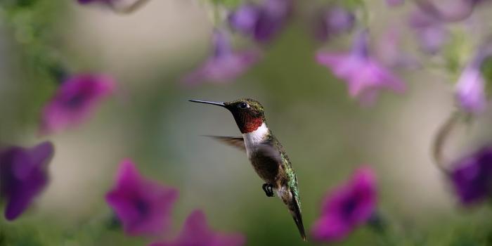 3840x2160 370970 hummingbird, bird, wings, flap 4k - Rare Gallery HD Wallpapers