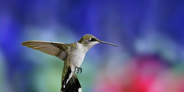 1332x850 Wallpaper flight, background, bird, wings, blur, Hummingbird, bird,  colorful, stroke, Hummingbird images for desktop, section животные -  download