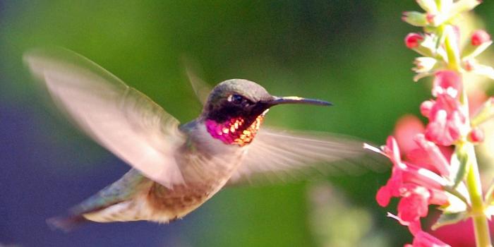 1920x1200 Pink Hummingbird wallpapers | Pink Hummingbird stock photos