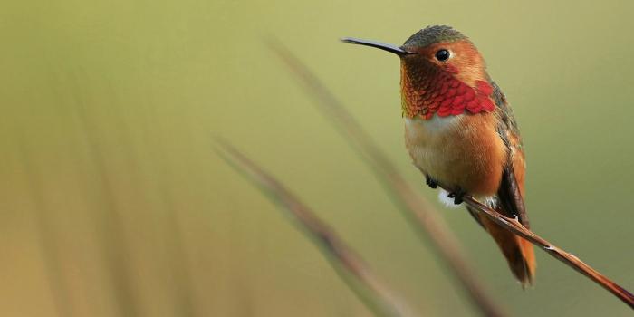 1920x1200 Hummingbird Wallpapers (63+ pictures)