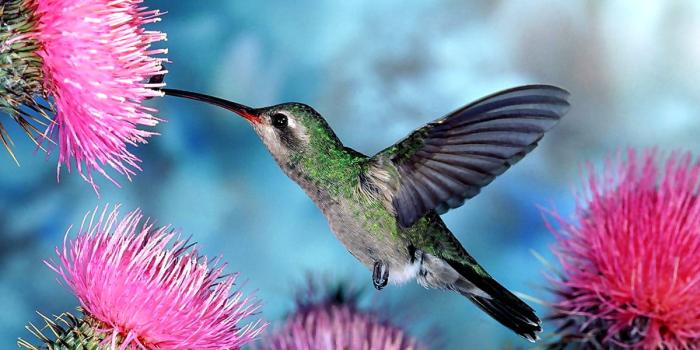 1200x900 Hummingbird wallpapers HD | Download Free backgrounds