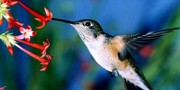 1200x825 Hummingbird wallpapers HD | Download Free backgrounds