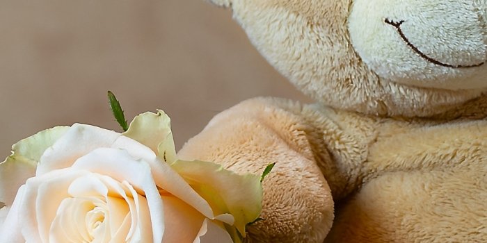 1284x2778 Teddy bear Wallpaper 4K, Rose, Cute toy, Gift, Cute, #441