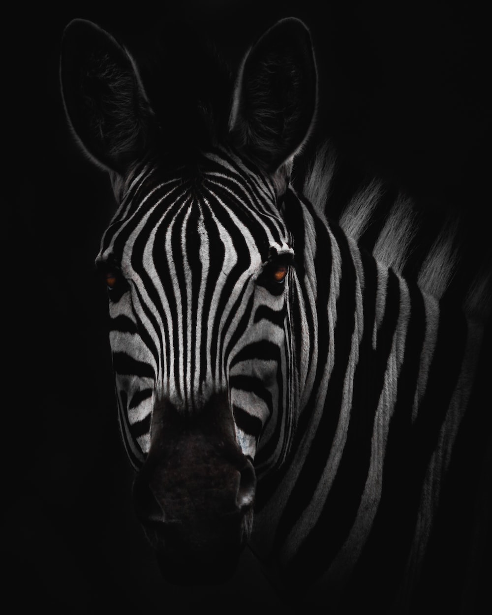 1000x1250 500+ Zebra Pictures | Download Free Images on Unsplash