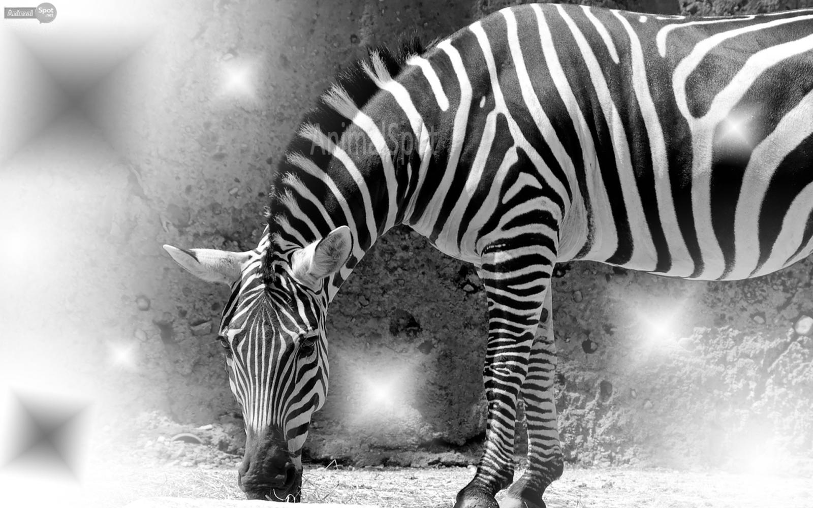 1920x1200 Zebra Wallpapers - Animal Spot