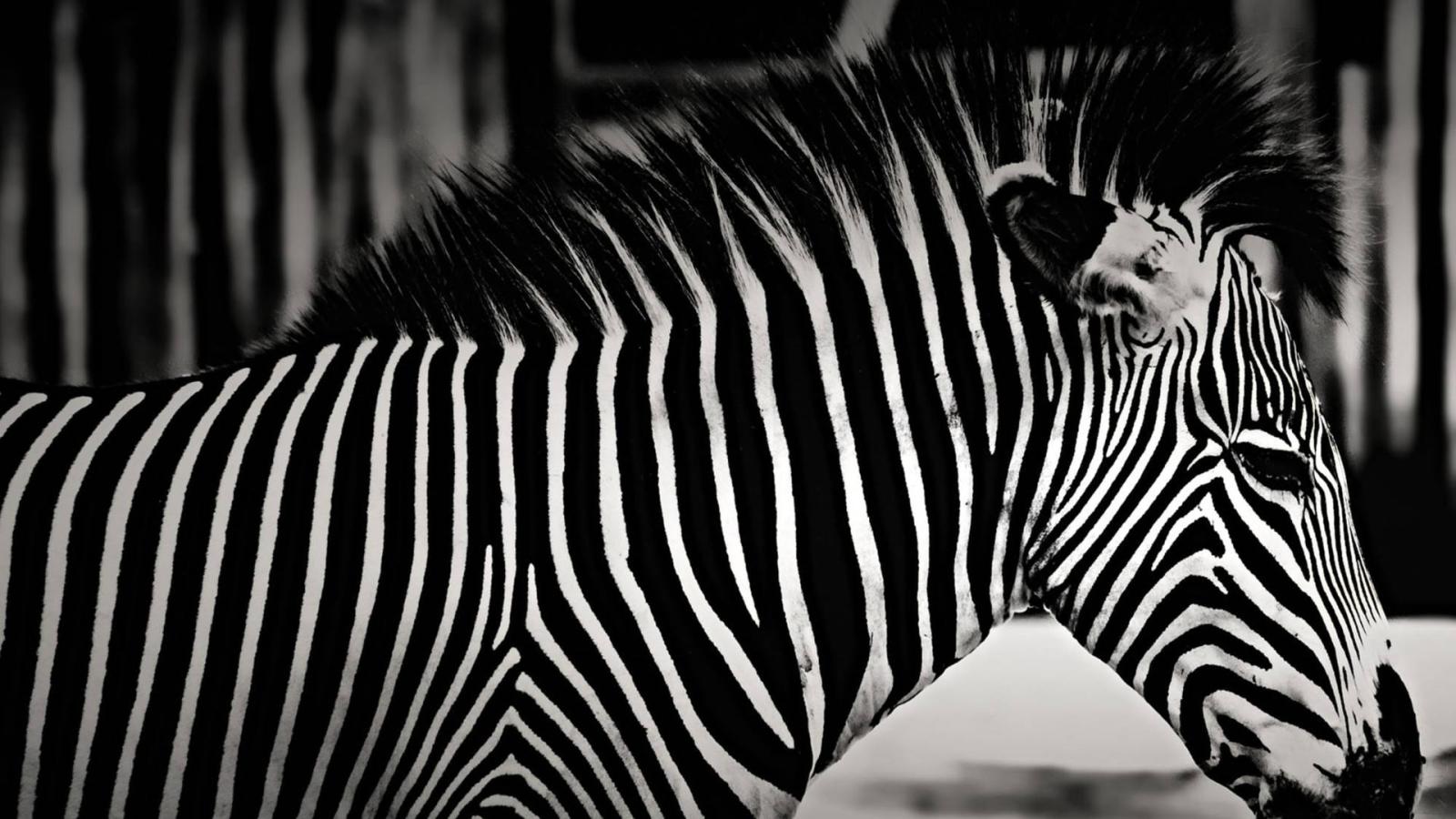 1920x1080 100+] Zebra Wallpapers | Wallpapers.com