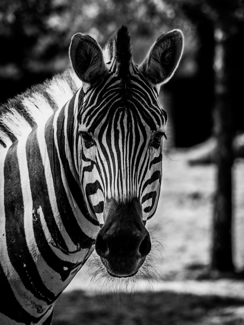 1000x1333 500+ Zebra Pictures | Download Free Images on Unsplash