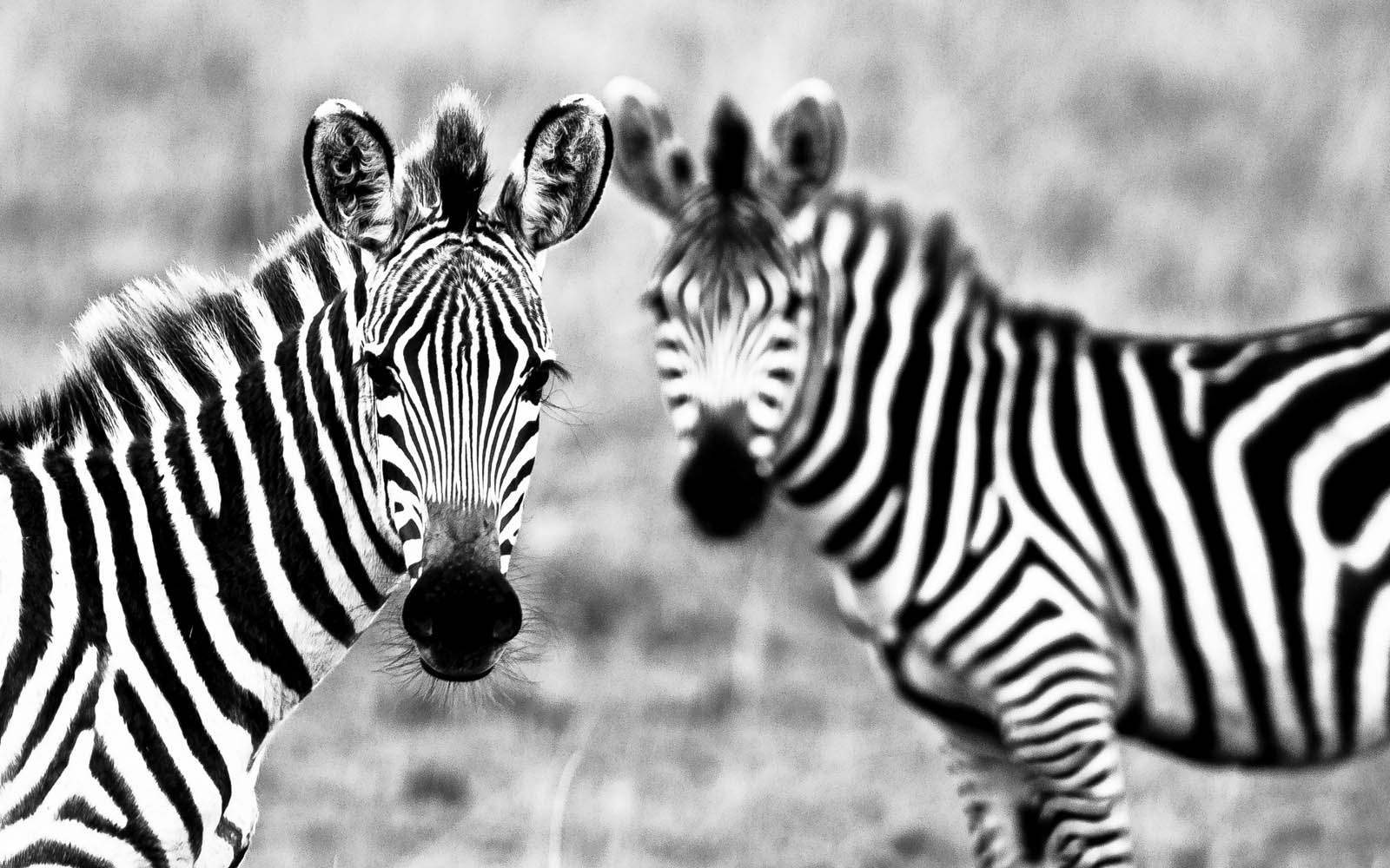 1600x1000 Zebra Wallpapers - Top Free Zebra Backgrounds - WallpaperAccess
