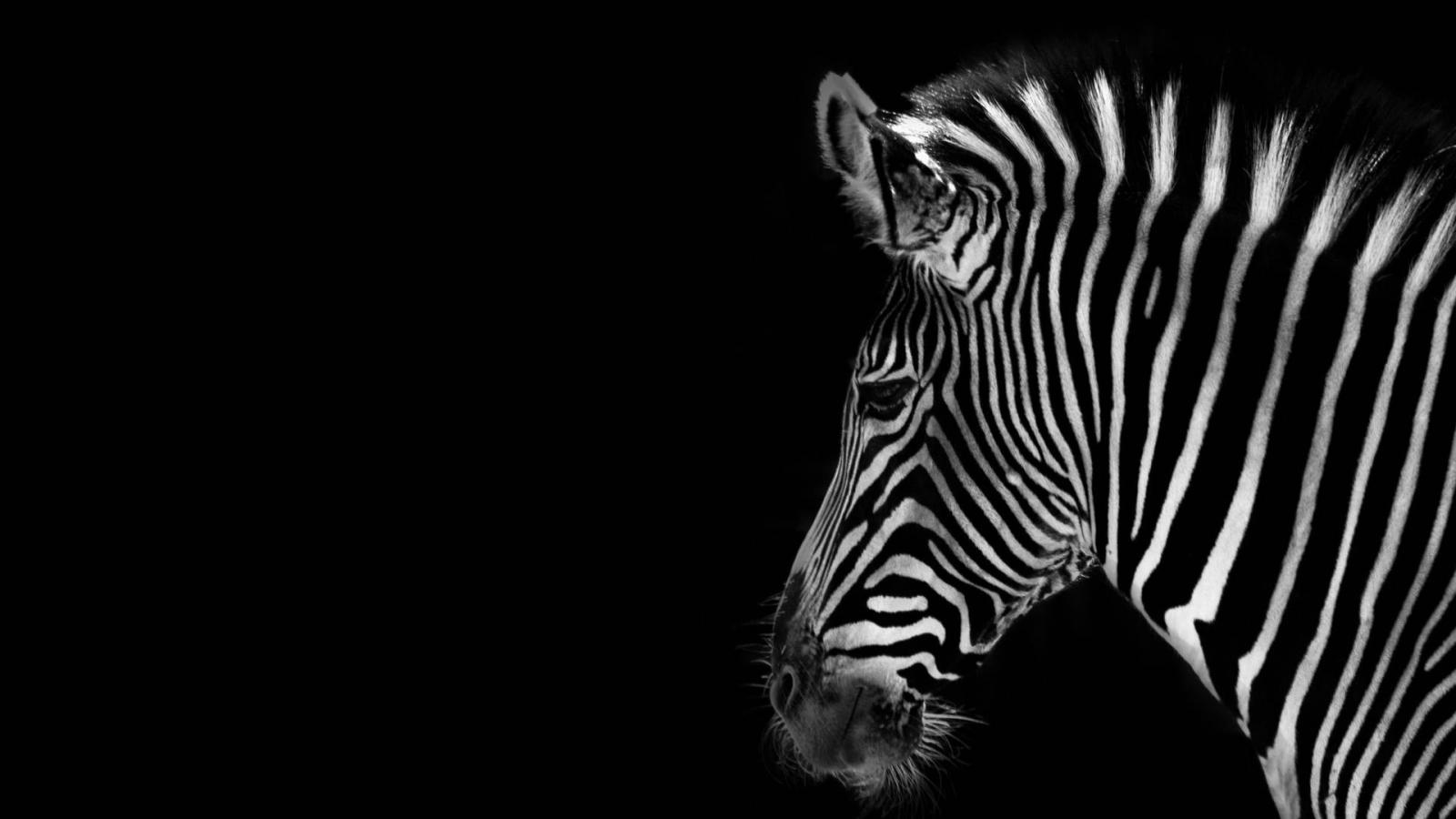 1920x1080 100+] Zebra Wallpapers | Wallpapers.com