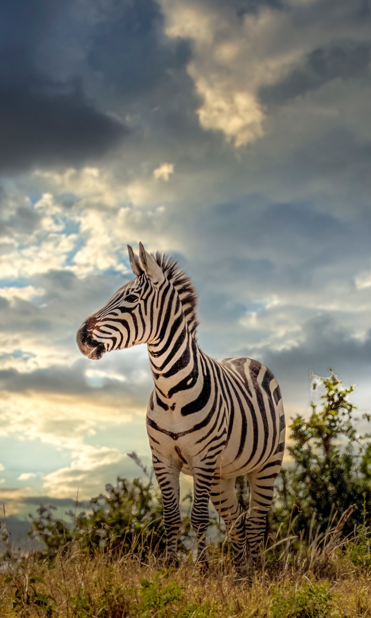 1200x2000 Wallpaper ID: 340924 / Animal Zebra Phone Wallpaper, , 1200x2000 free  download