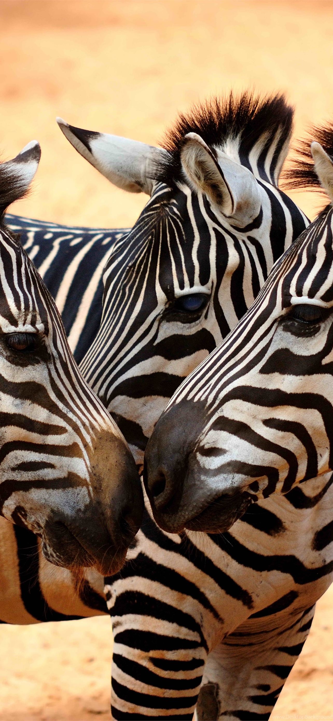 1284x2778 zebras iPhone Wallpapers Free Download