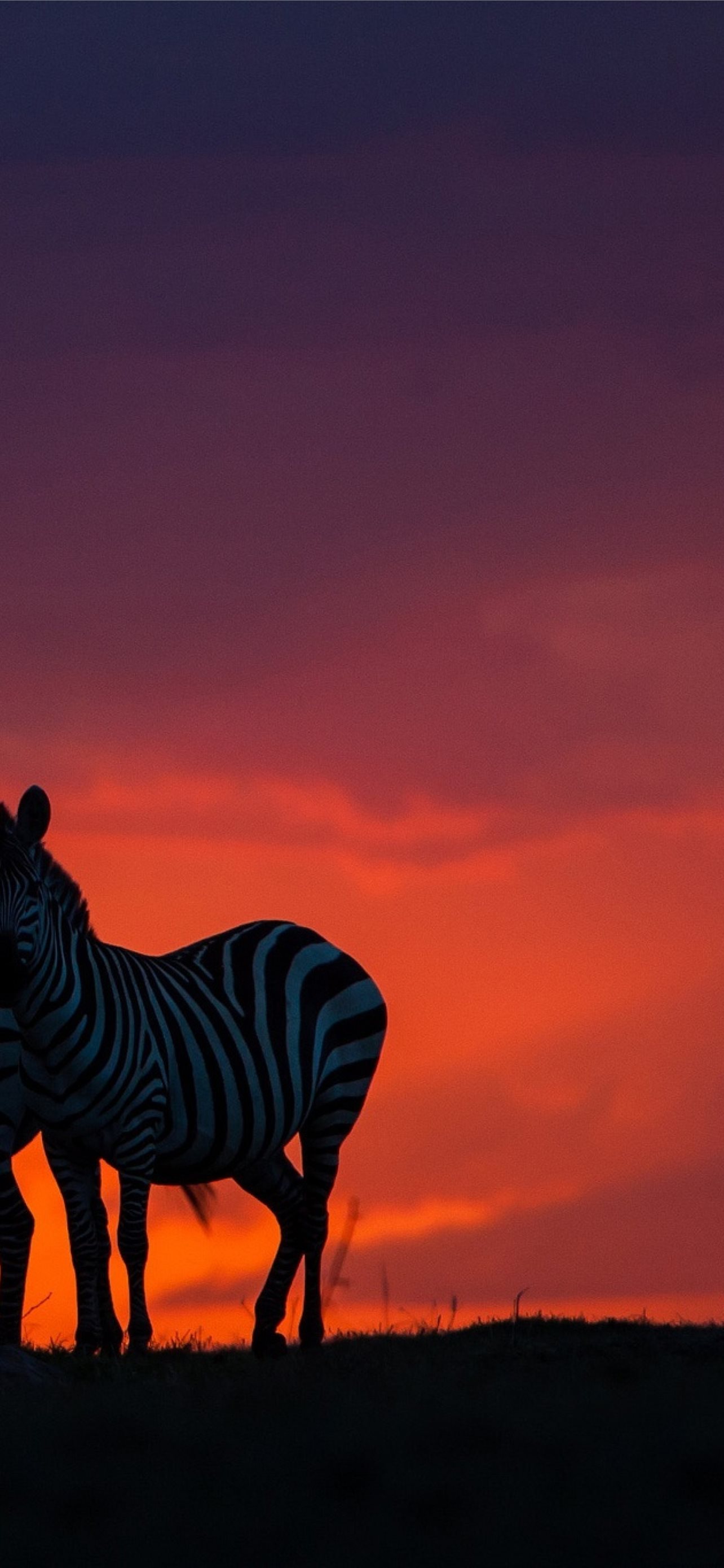 1284x2778 Latest Zebras iPhone HD Wallpapers - iLikeWallpaper