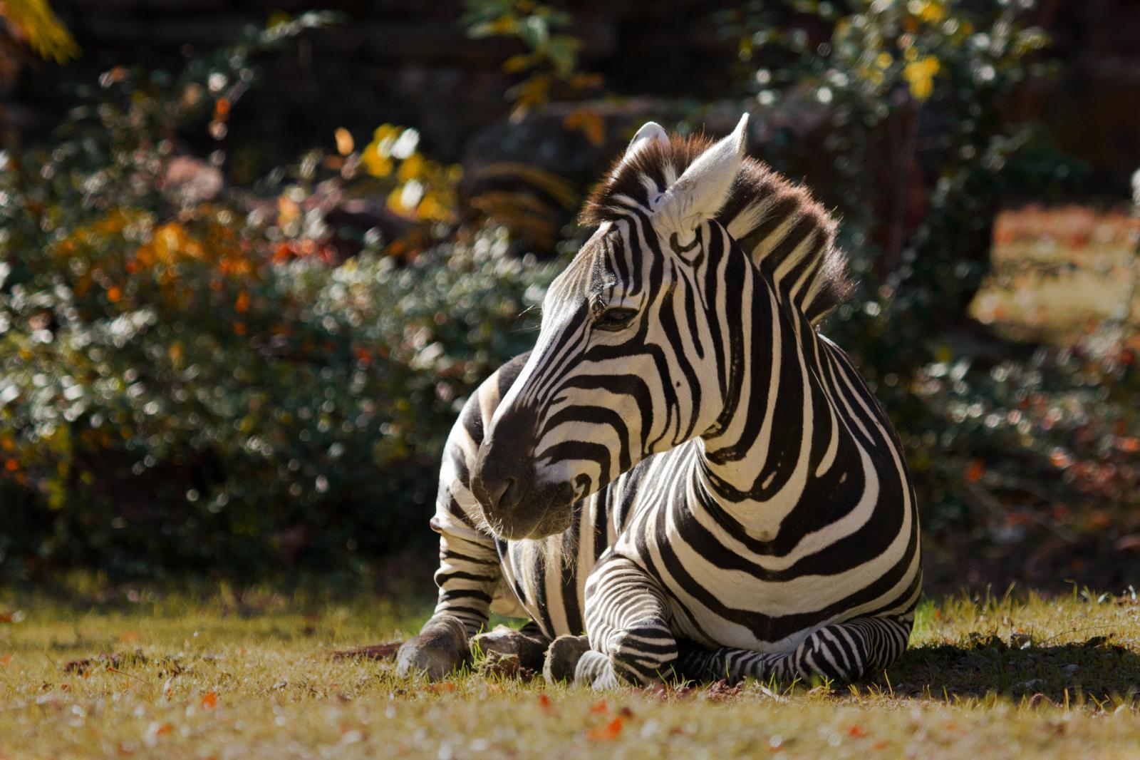 2048x1365 170+ Zebra HD Wallpapers and Backgrounds