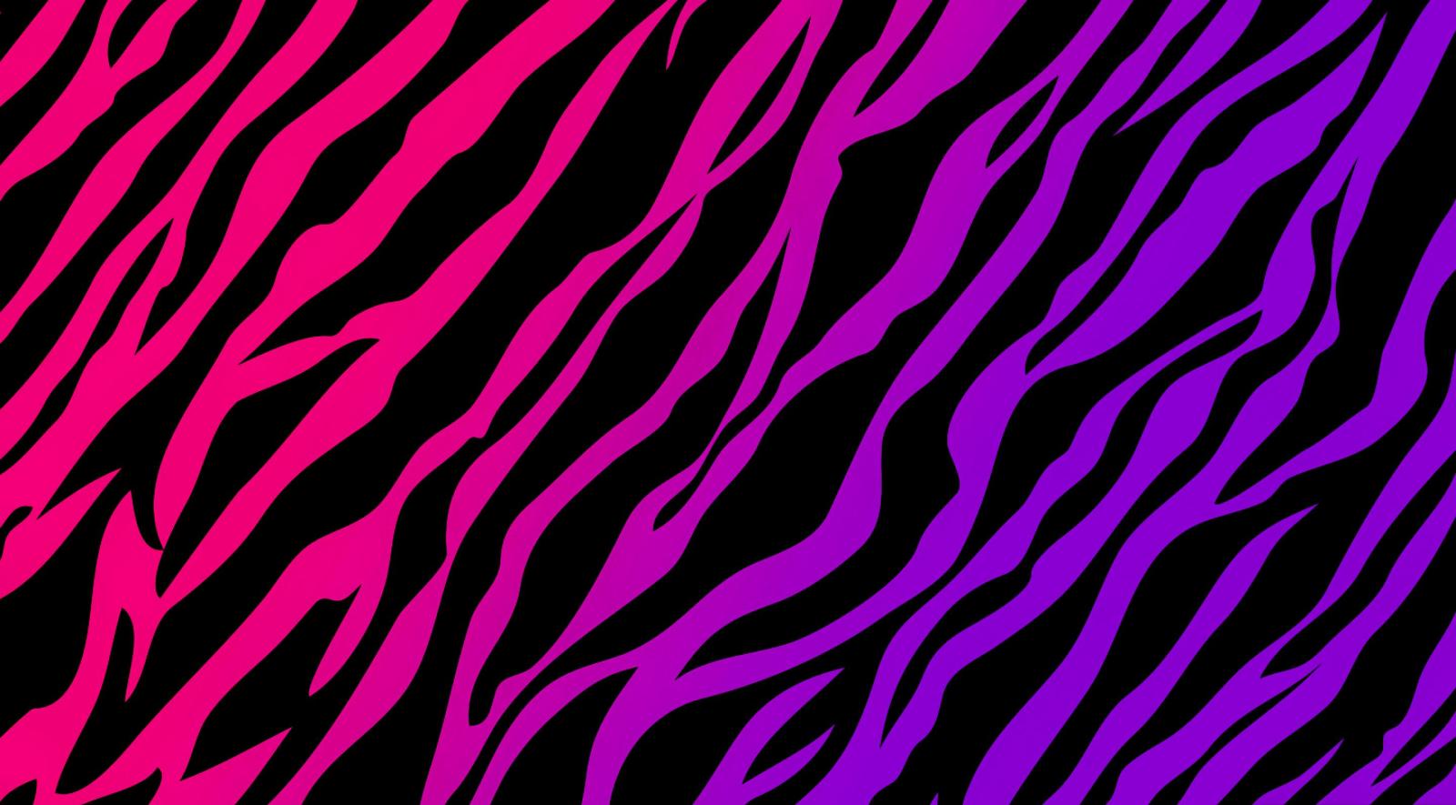 2880x1593 Zebra 4K wallpapers for your desktop or mobile screen free and easy to  download