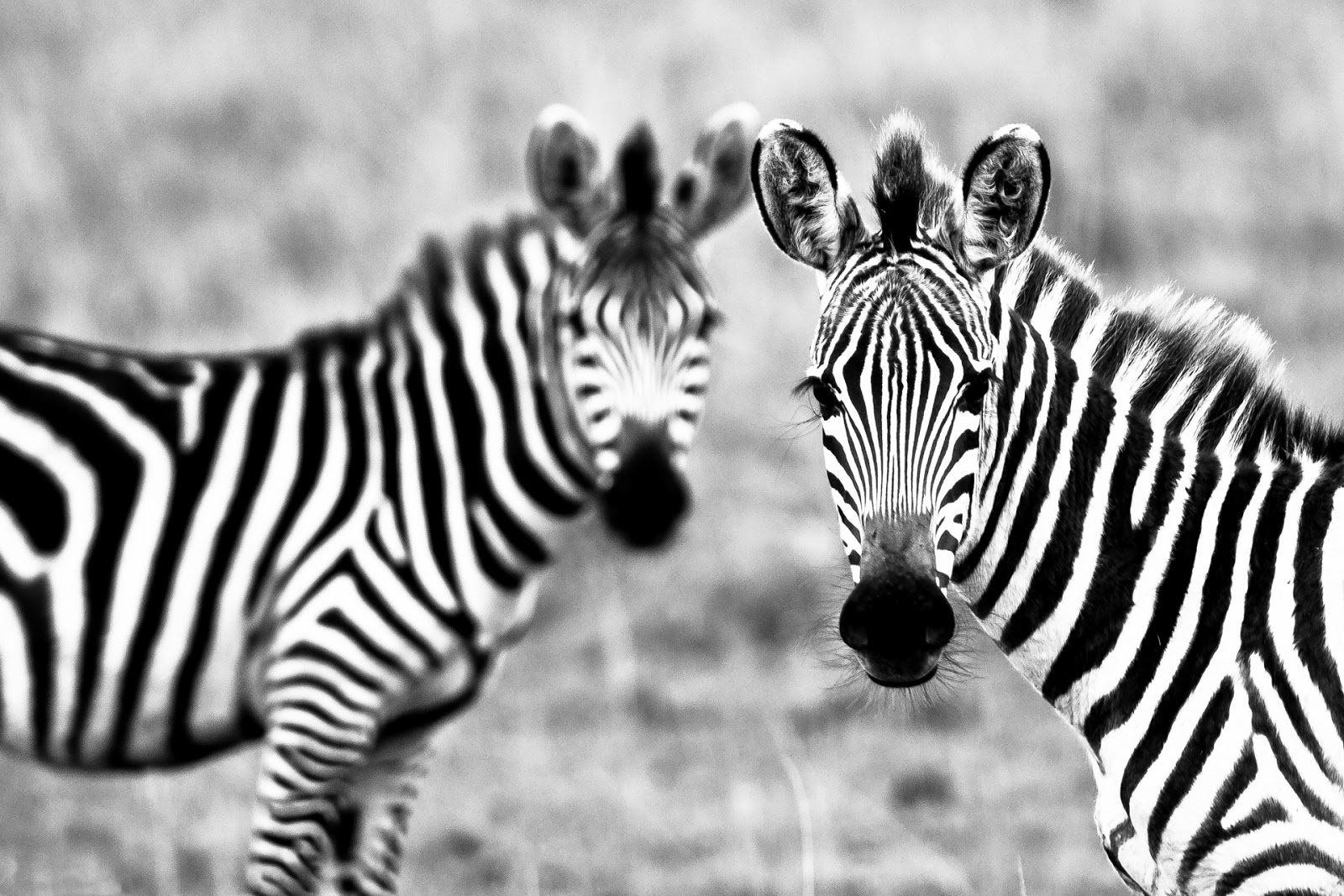 1600x1067 Zebra - HD Wallpapers | Earth Blog