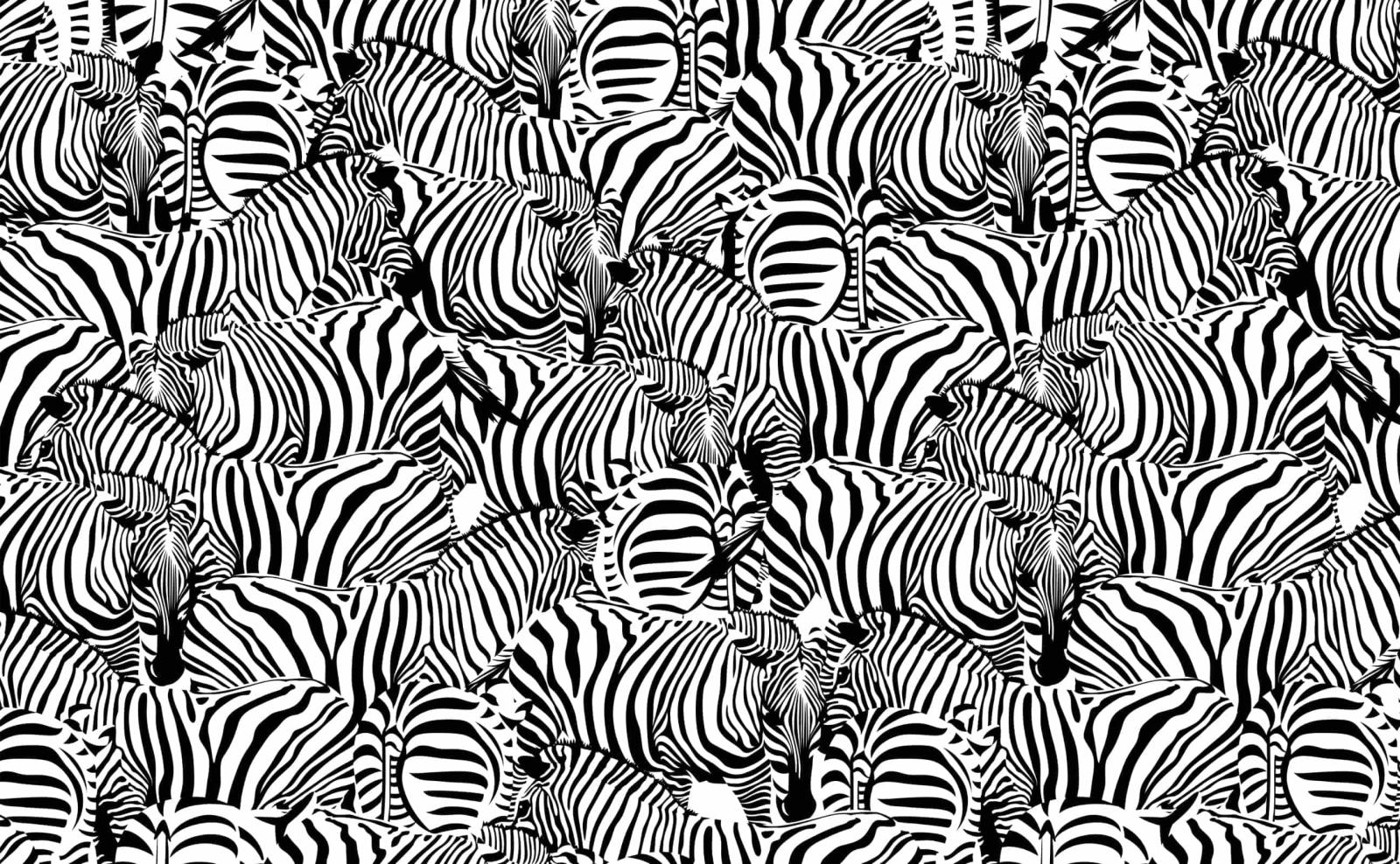 2592x1602 Stylish black and white zebra Pattern Wallpaper for Walls | Hidden Form