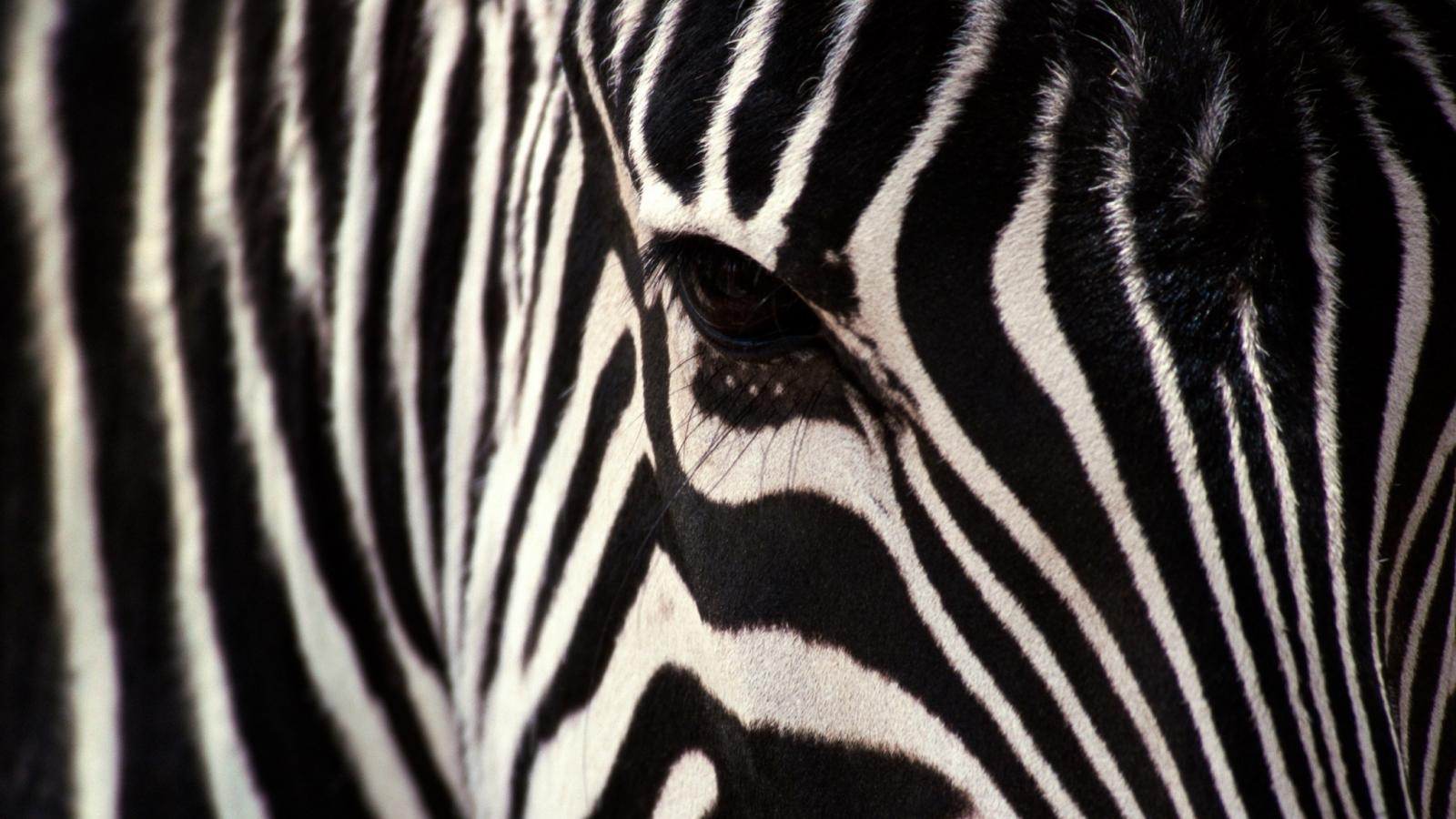 2048x1152 547307 zebra free backgrounds desktop - Rare Gallery HD Wallpapers