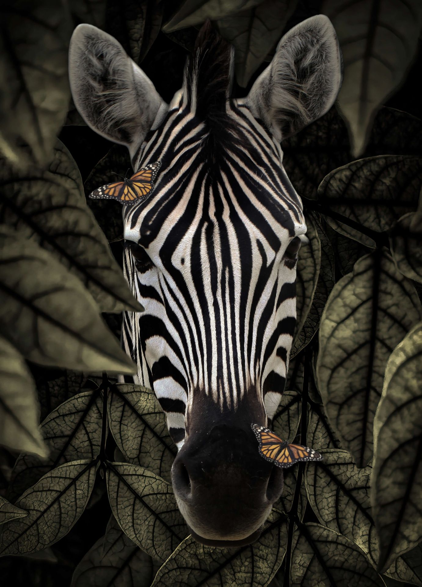 1382x1920 Jungle Zebra Portrait - Wallpaper