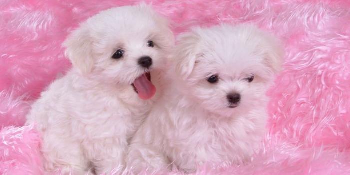 1024x768 Cute-Puppy-puppies-wallpapers-03 | Cute puppy wallpaper, Cute dogs, Cute puppy  photos