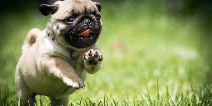 1920x1080 100+] Pug Wallpapers | Wallpapers.com