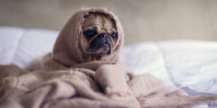 5092x3395 Pug Wallpapers: Free HD Download [500+