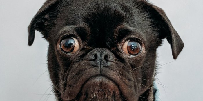 1000x1393 Pug Wallpapers: Free HD Download [500+