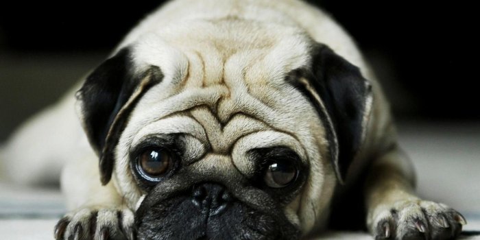 2560x1600 Pugs Wallpapers - Top Free Pugs