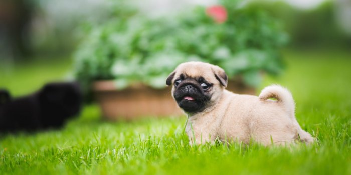 1920x1177 My Puppy Pug HD Wallpapers New Tab