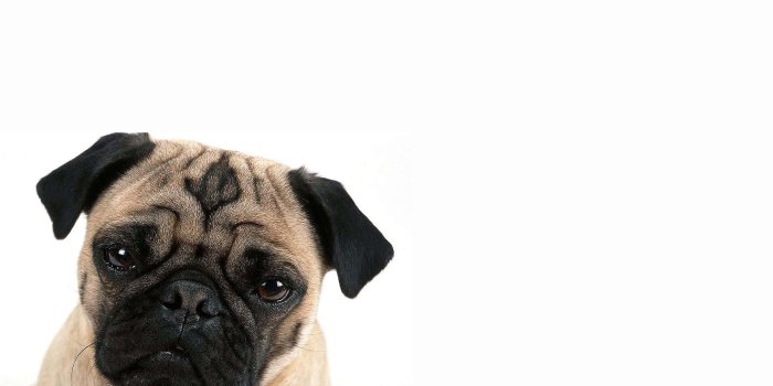 1920x1200 100+] Pug Dog Wallpapers | Wallpapers.com