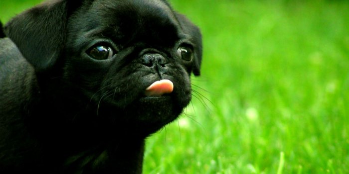 1562x955 81 Pug Hd Wallpapers Background Images